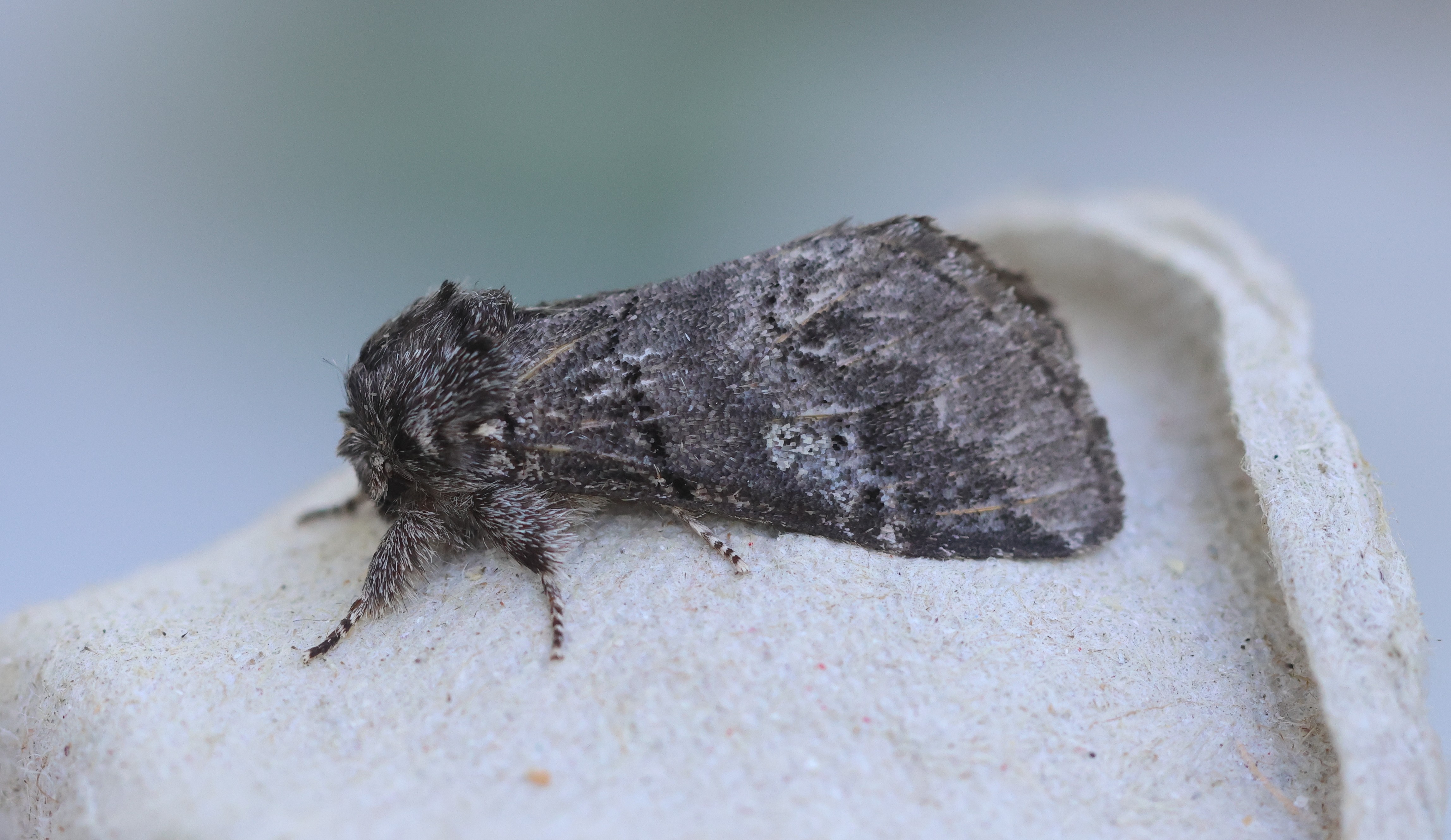 Photo of Oak Marbled Brown (Drymonia querna)